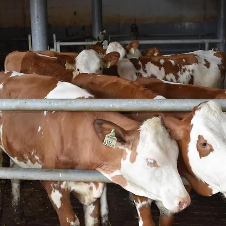 Sieglhof مزرعة للإقامة *