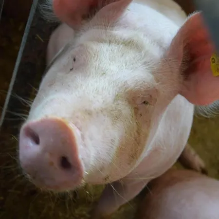 Sieglhof * Breitenbach am Inn