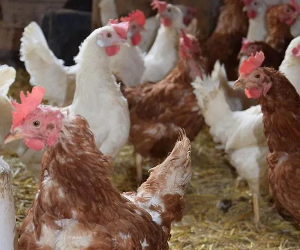 Sieglhof Breitenbach am Inn