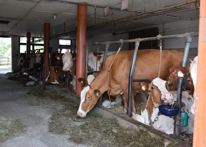 Sieglhof ファームステイ Breitenbach am Inn