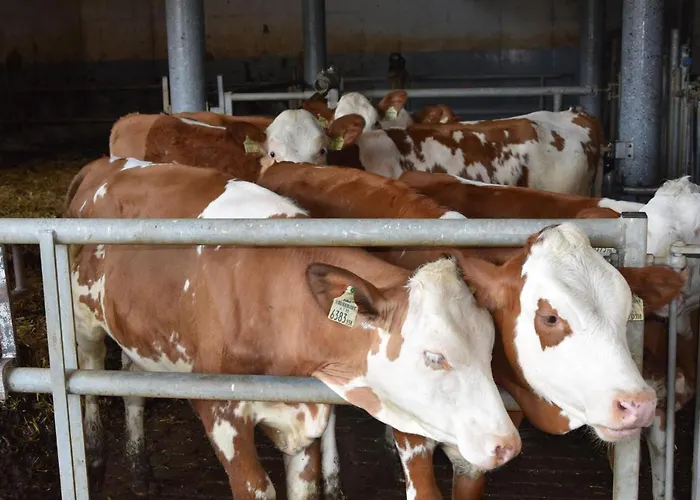 Sieglhof ファームステイ *