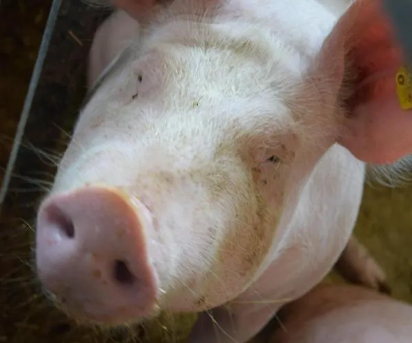 Sieglhof * Breitenbach am Inn