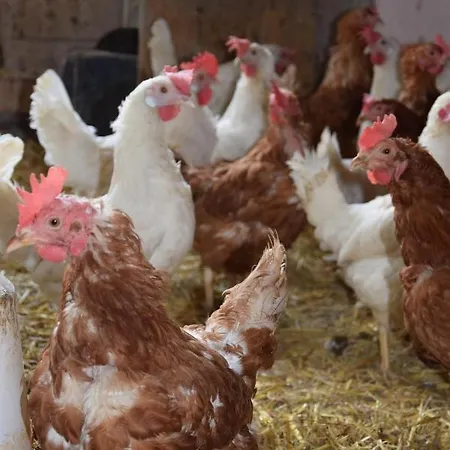 Sieglhof Breitenbach am Inn